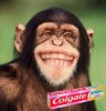 monkey.jpg