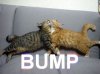 ImageUploadedByTapatalk1418697660.465425.jpg