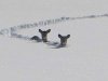 winterdeer.jpg
