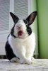 funny-bunny-rabbit.jpg