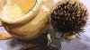 SOTD_011115.jpg
