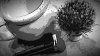 SOTD_011215.jpg