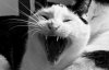 Psycho_Cat.jpg