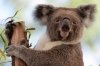 koala.jpg