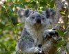 koala.jpg