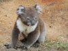 koala-bear.jpg