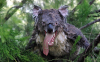 koala.png