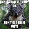 wet-koala-meme.jpg
