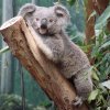 koala.jpg