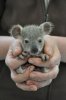 baby-koala-bear-in-hands.jpg