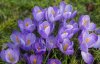 flowers 2015 03 15 post.jpg