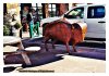 Bison Cooker.jpg