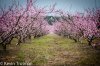 South Carolina Peach Orchard.jpg