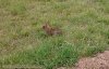 More Rabbit.jpg