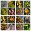 Flowers-1.jpg