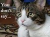 YDSCat.jpg