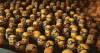 crowdyell.gif