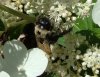 bee.jpg