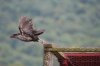 upload_2015-4-25_11-5-6.jpeg