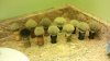 Brushes3.jpg