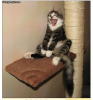 CATLOLPULL.png