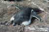 Gentoo-penguin-chick-sleeping.jpg