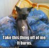 devilcat.jpg
