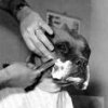 shave doggy.jpg