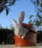 shave rabbit roaster.jpg