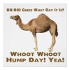 80986-Hump-Day-Camel.jpg