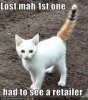 cat.jpg