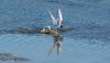 Water_Fowl.jpg