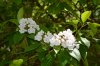Mountain Laurels.jpg
