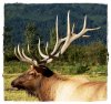 Elk_Ak.jpg