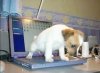 puppylaptop.jpg