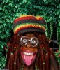 Rasta-Chimp-57664.jpg