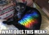 funny-pictures-of-cats-with-captions-1.jpeg