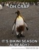 funny-penguin-hair-Antarctica.jpg