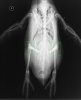 penguin knees.JPG