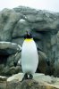 Emporer Penguin sm.jpg