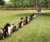 queue.jpg
