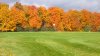 MapleviewNumber16a.jpg
