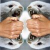 stoatse.jpg