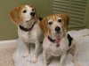 Beagles.jpg