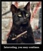 Black Cat - continue.JPG