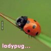 ladypug.jpg