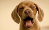 yawning-puppy.jpg