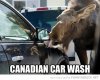 MOOSECANA.jpeg