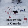 MOOSECANADA.jpeg
