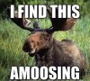 Moosefunny.jpeg